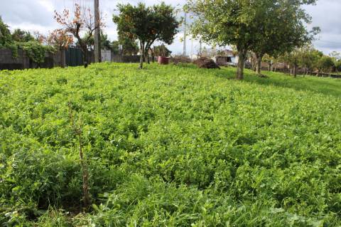 Terreno Rústico com Viabilidade de Construção para Venda em Pedra do Altar