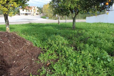 Terreno Rústico com Viabilidade de Construção para Venda em Pedra do Altar