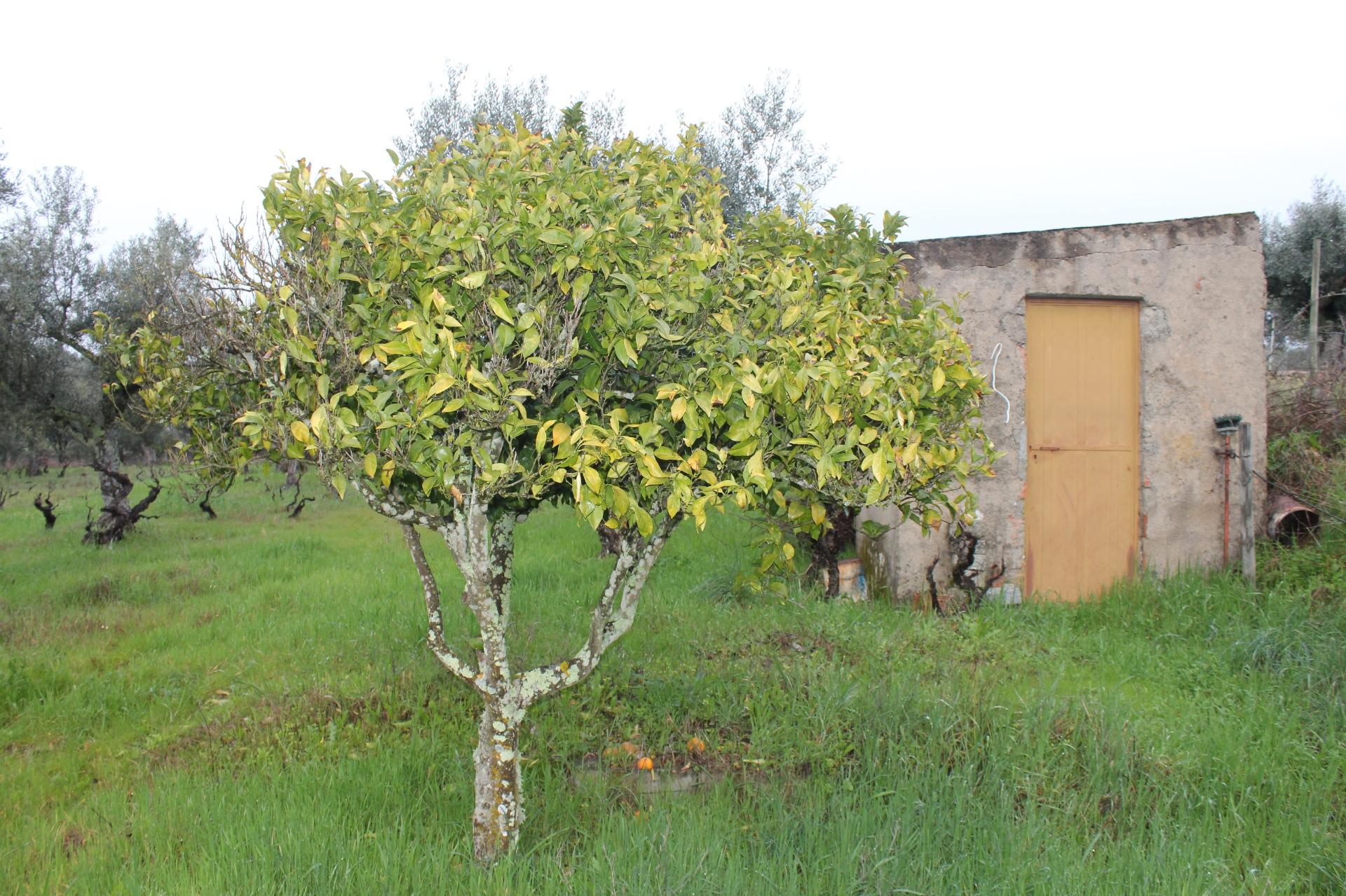 Terreno Rústico para Venda em Escalos de Cima.