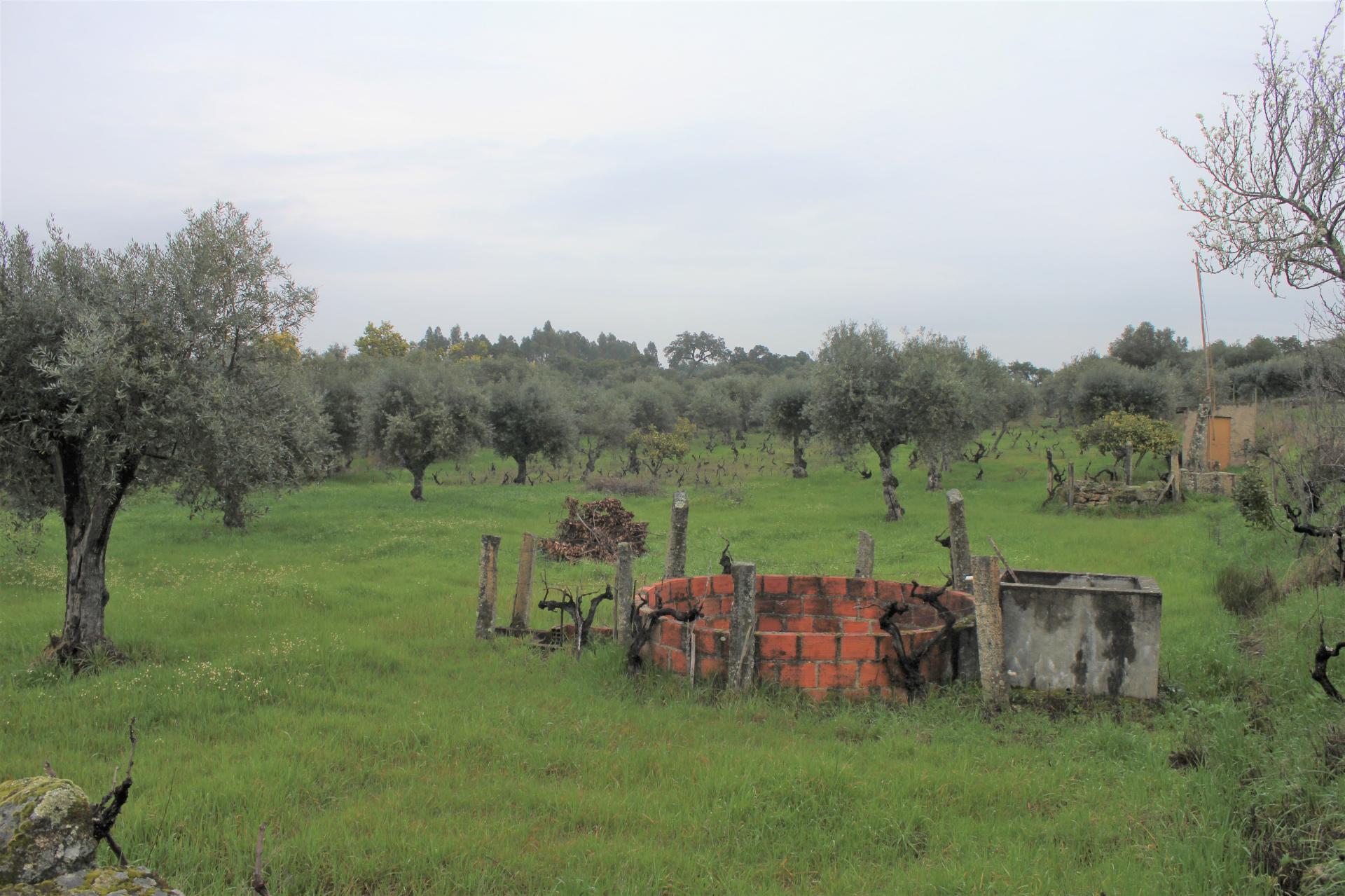 Terreno Rústico para Venda em Escalos de Cima.