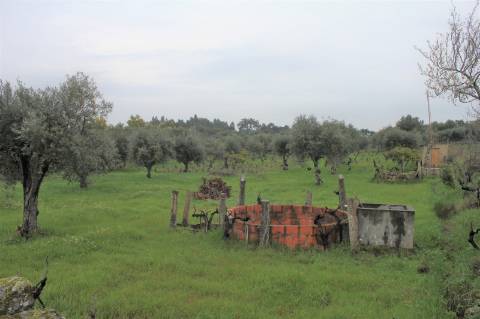 Terreno Rústico para Venda em Escalos de Cima.