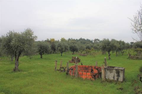 Terreno Rústico para Venda em Escalos de Cima.