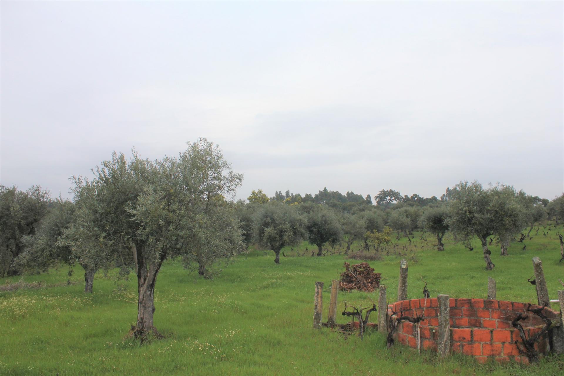 Terreno Rústico para Venda em Escalos de Cima.