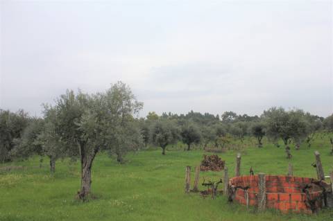 Terreno Rústico para Venda em Escalos de Cima.