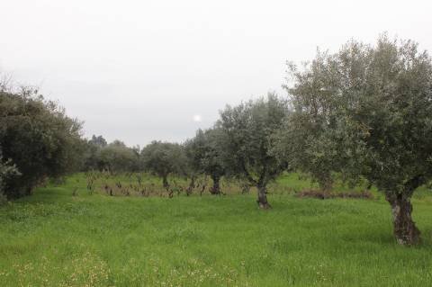 Terreno Rústico para Venda em Escalos de Cima.