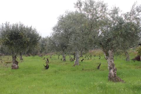 Terreno Rústico para Venda em Escalos de Cima.
