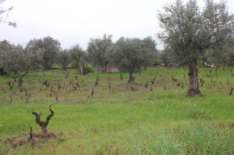 Terreno Rústico para Venda em Escalos de Cima.