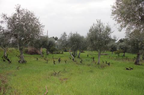 Terreno Rústico para Venda em Escalos de Cima.