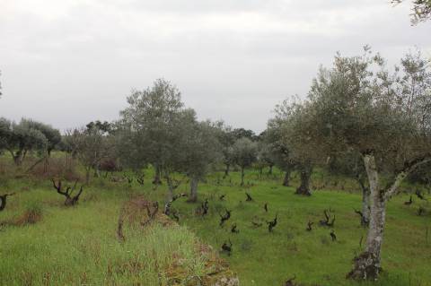 Terreno Rústico para Venda em Escalos de Cima.