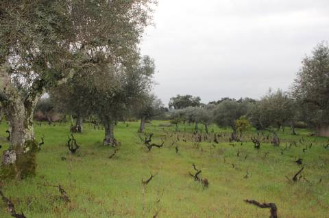 Terreno Rústico para Venda em Escalos de Cima.