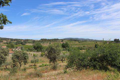 Quinta com 2,5 hectares
