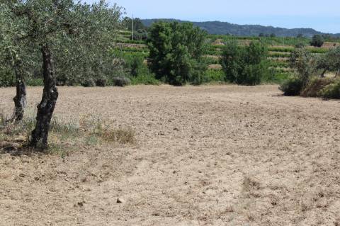 Quinta com 2,5 hectares