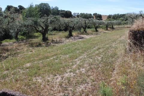 Quinta com 2,5 hectares