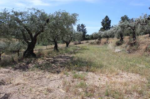 Quinta com 2,5 hectares