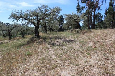 Quinta com 2,5 hectares