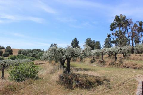 Quinta com 2,5 hectares