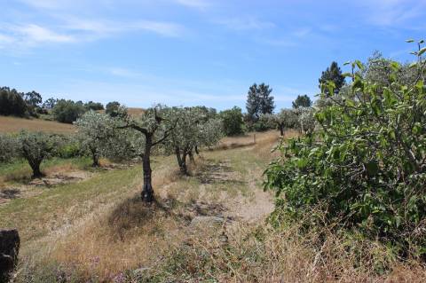 Quinta com 2,5 hectares