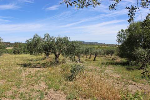 Quinta com 2,5 hectares