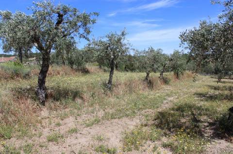 Quinta com 2,5 hectares