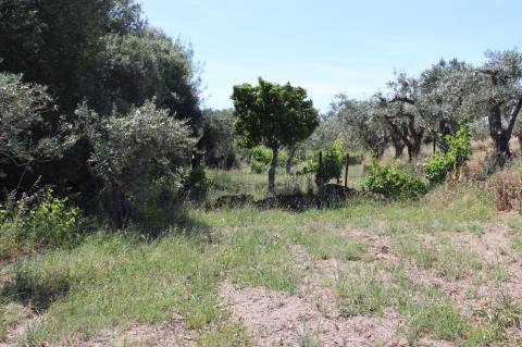 Quinta com 2,5 hectares