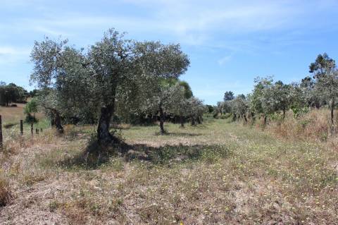 Quinta com 2,5 hectares