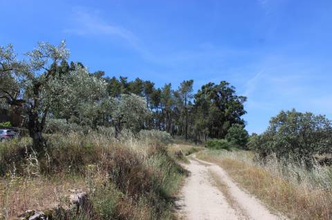 Quinta com 2,5 hectares