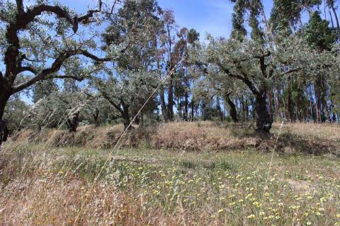 Quinta com 2,5 hectares