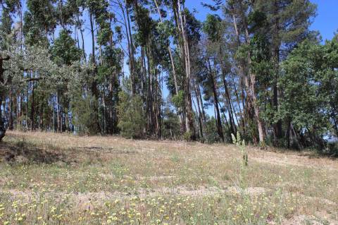 Quinta com 2,5 hectares