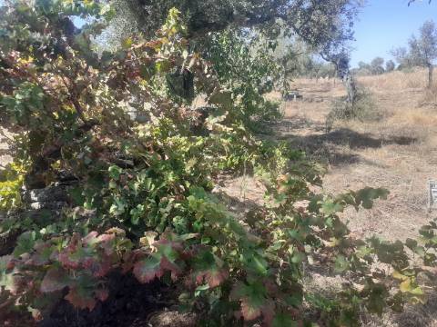 Terreno Rústico com 7500m2 de área
