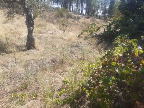 Terreno Rústico com 7500m2 de área