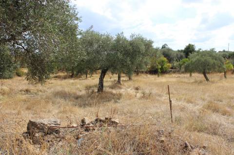 Quinta com 5000m2 para Venda na Mata.