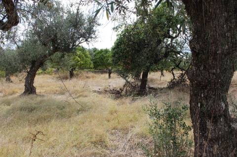 Quinta com 5000m2 para Venda na Mata.