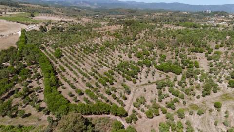 Herdade com 34 Hectares