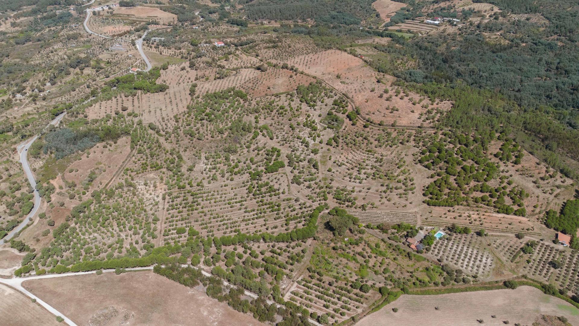 Herdade com 34 Hectares