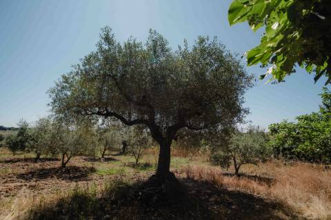 Herdade com 34 Hectares