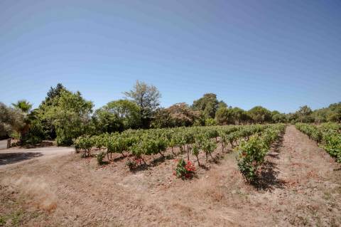 Herdade com 34 Hectares