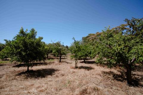 Herdade com 34 Hectares