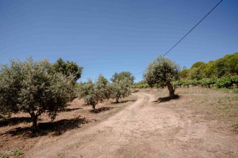 Herdade com 34 Hectares