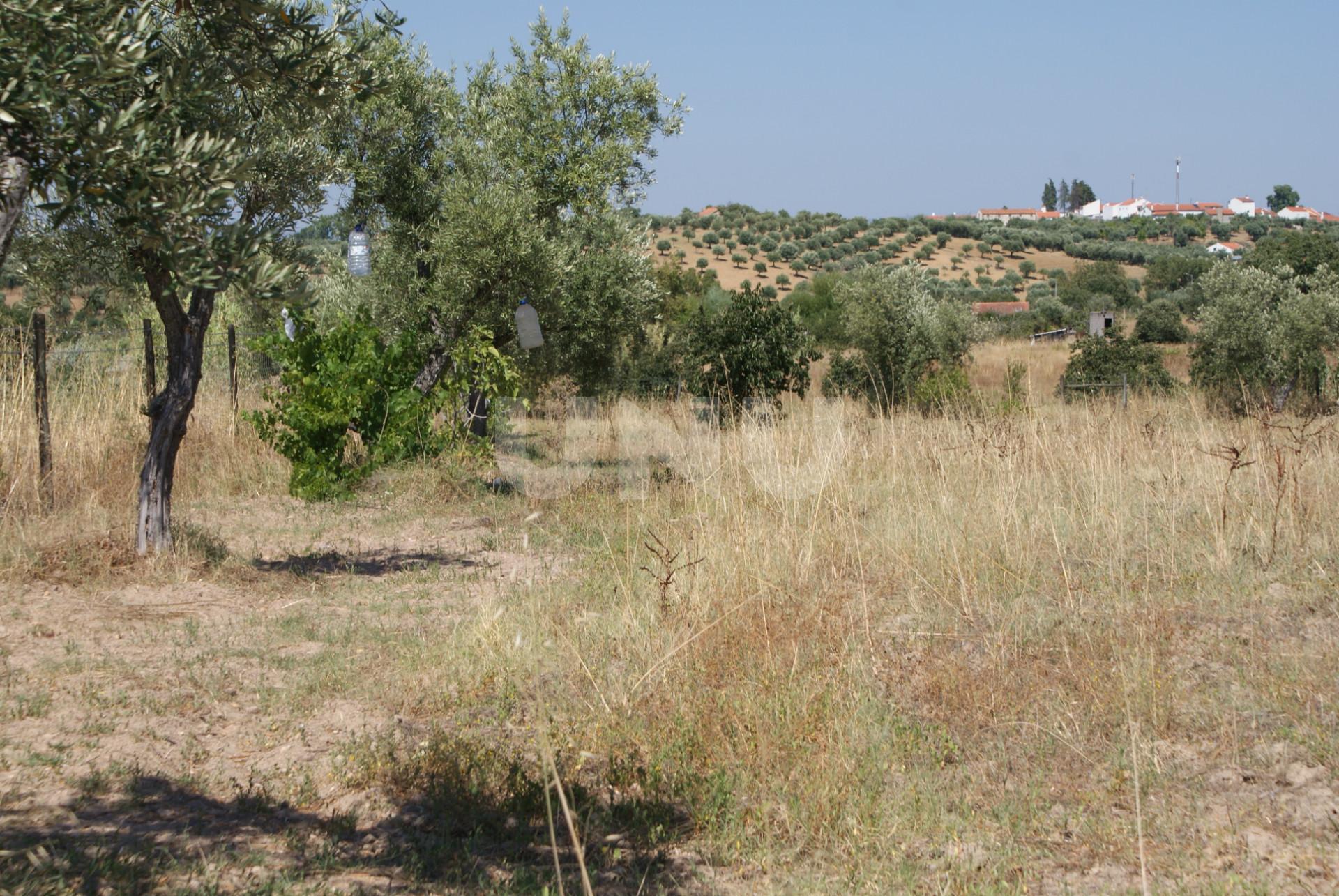 Quintinha para Venda no Ladoeiro