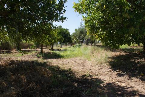 Quintinha para Venda no Ladoeiro
