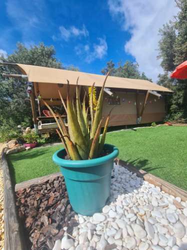 Moradia Tradicional Renovada com 4.300 m² de Terreno - Loulé